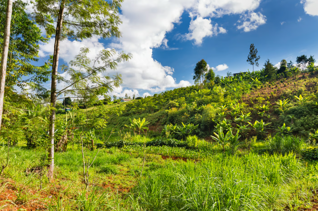 Alamino : Quand la Data devient le moteur de la reforestation