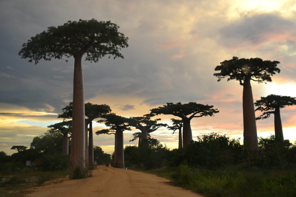 Comment protéger la forêt du Menabe ? Interview de Linjasoa Rakotomalala